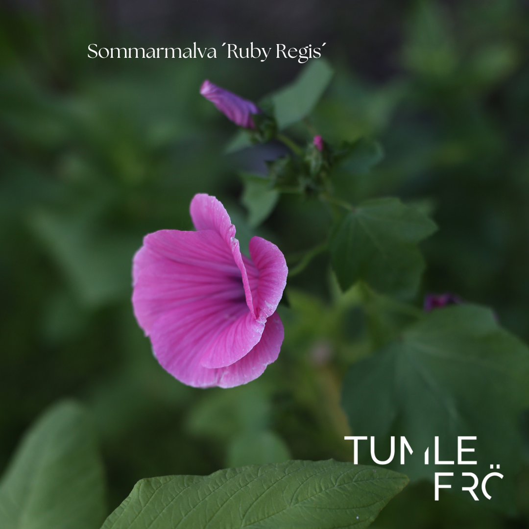 Sommarmalva Frö ´Ruby Regis´