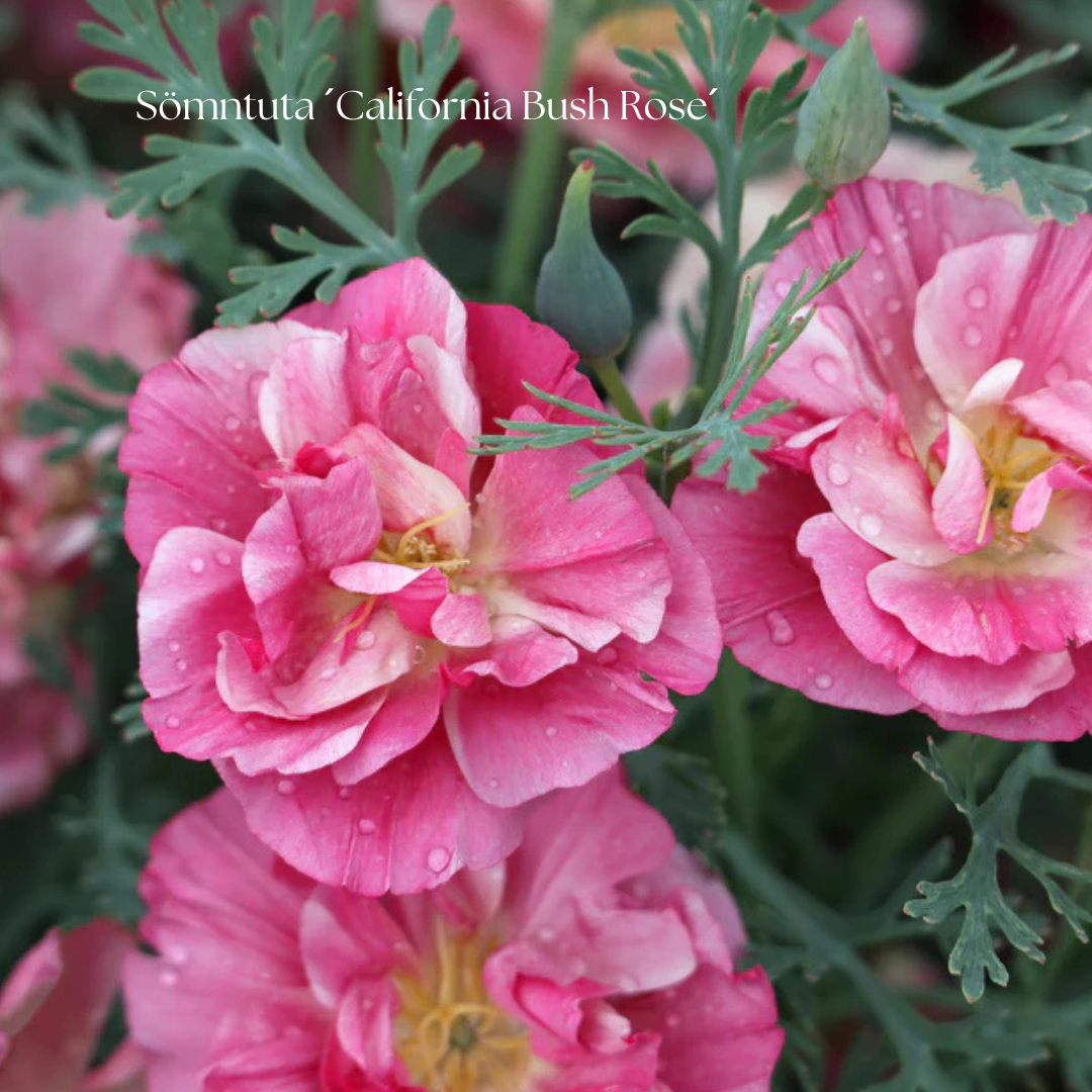 Sömntuta Frö ´California Bush Rose´