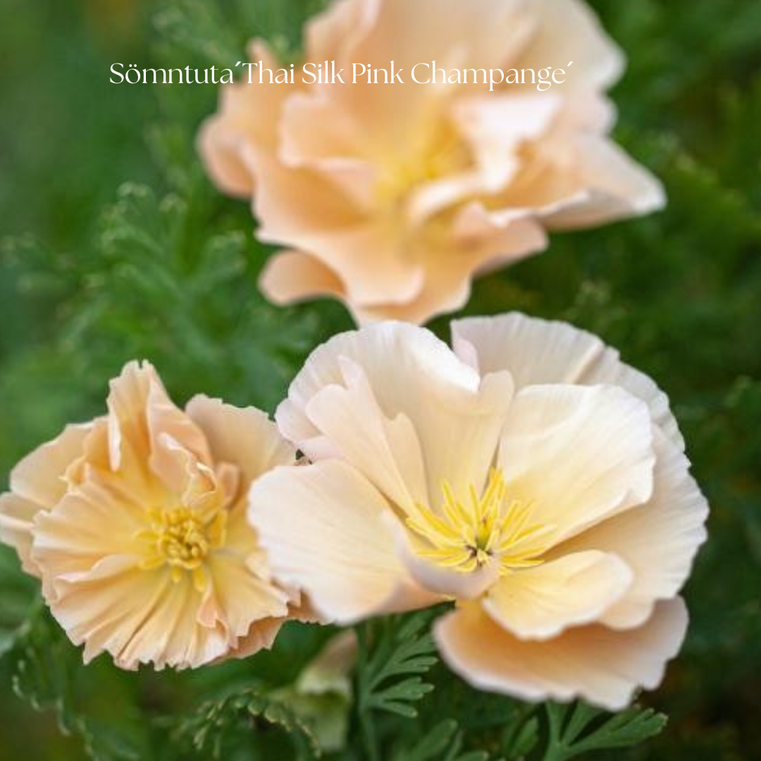 Sömntuta Frö ´Thai Silk Pink Champange´