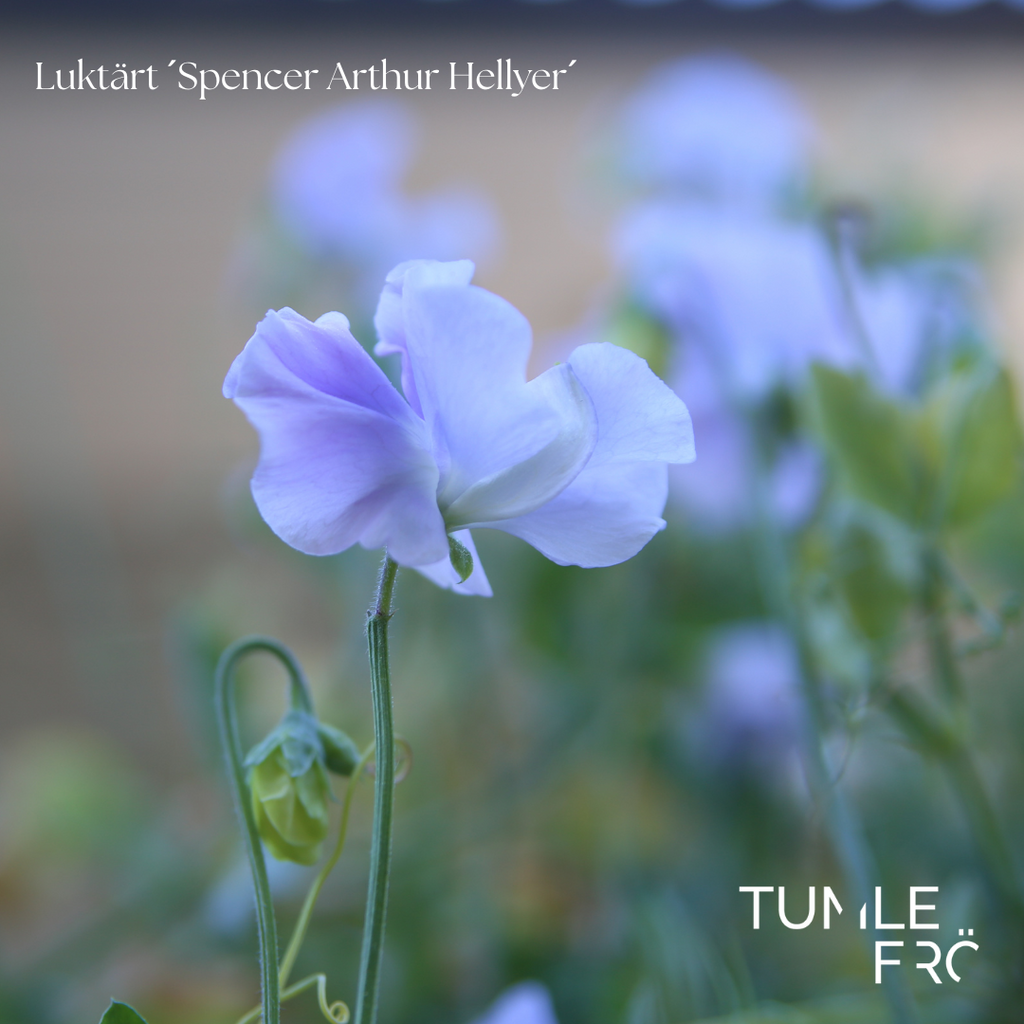 Luktärt Frö ´Spencer Arthur Hellyer´