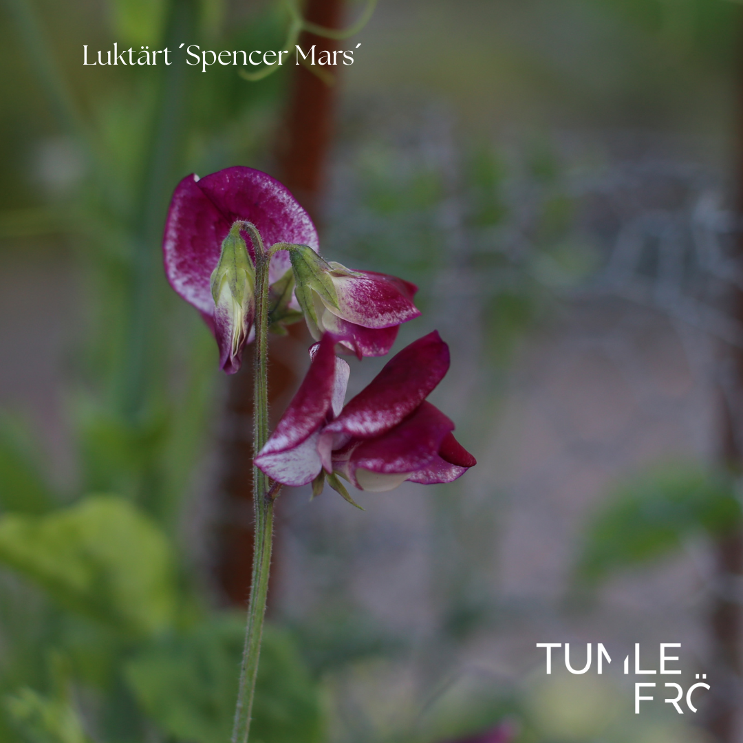 Luktärt Frö ´Spencer Mars´