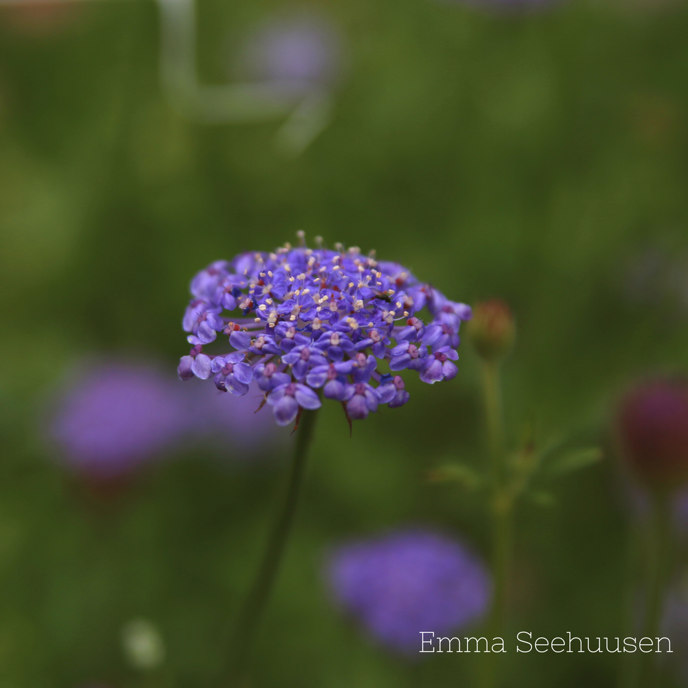 Spetsblomma ´Lace Blue´