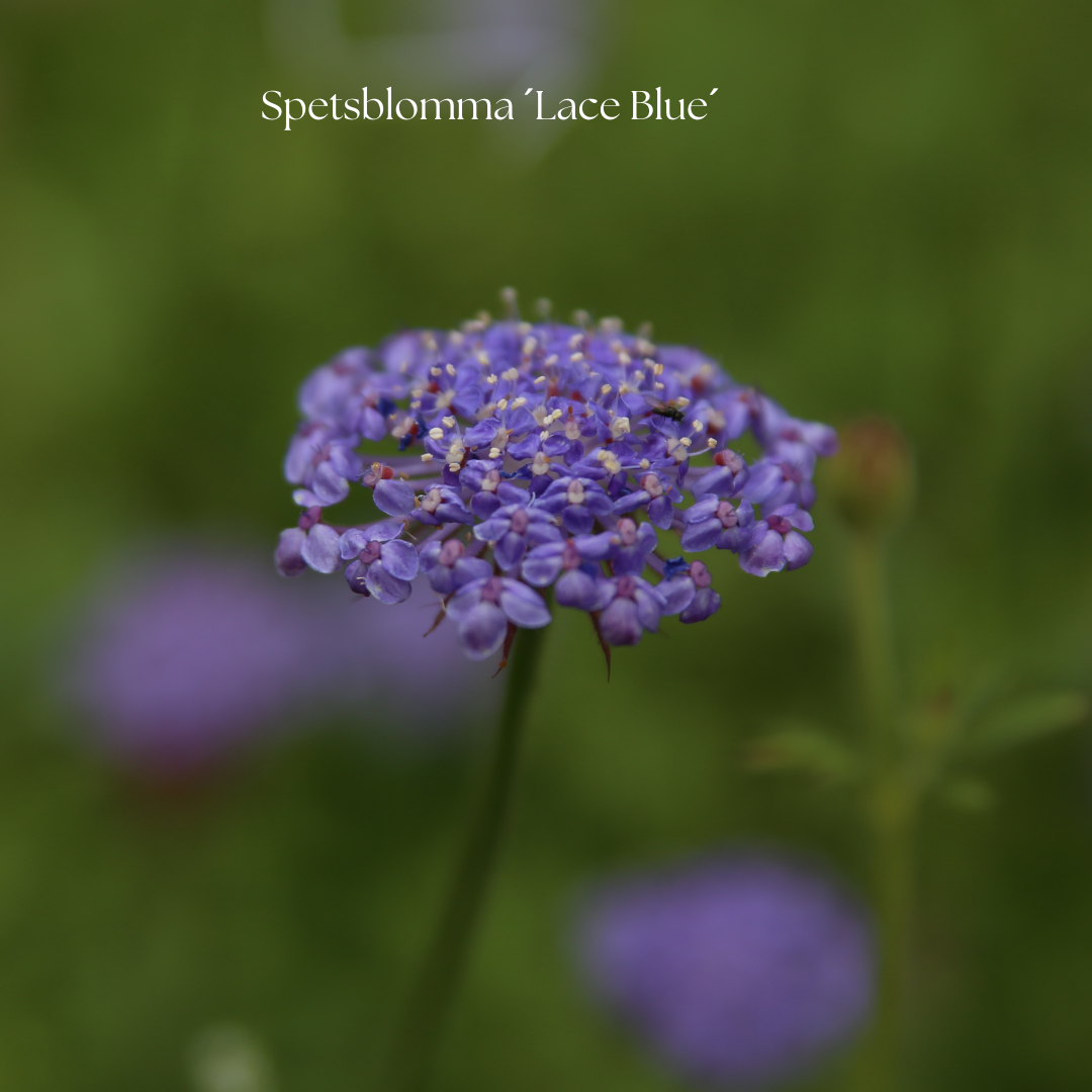 Spetsblomma Frö ´Lace Blue´
