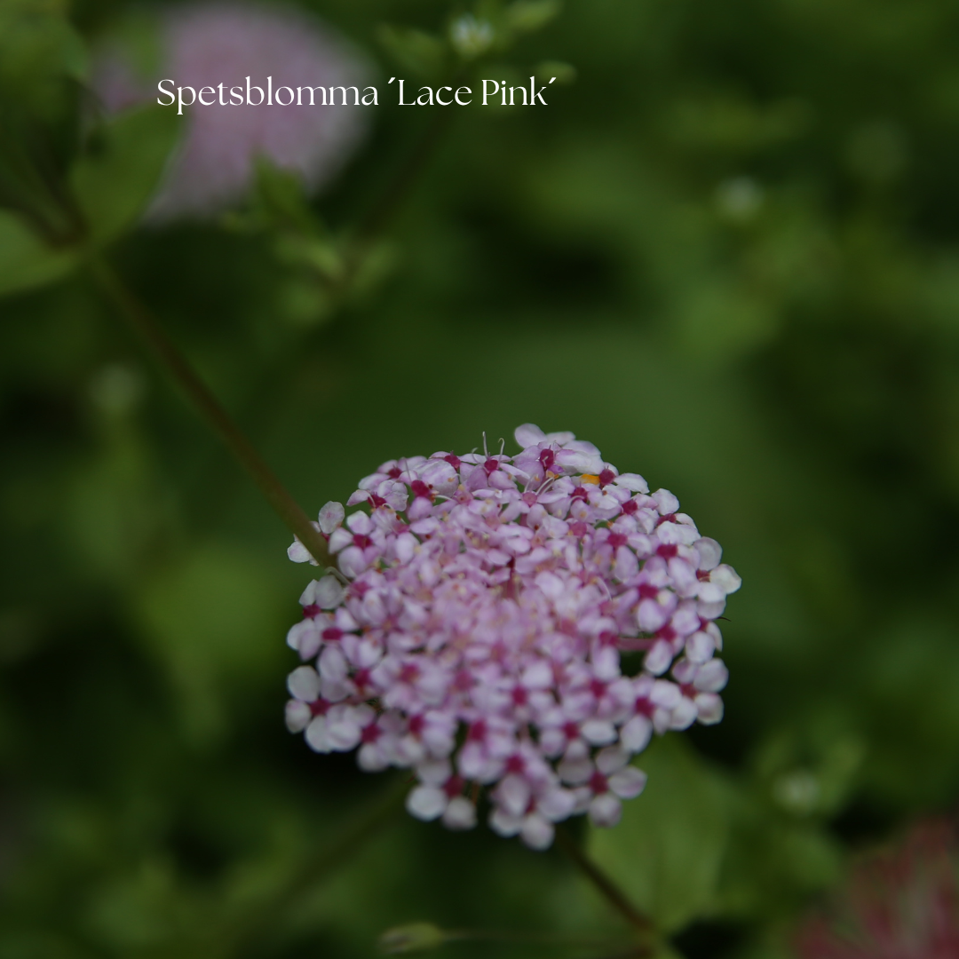 Spetsblomma Frö ´Lace Pink´