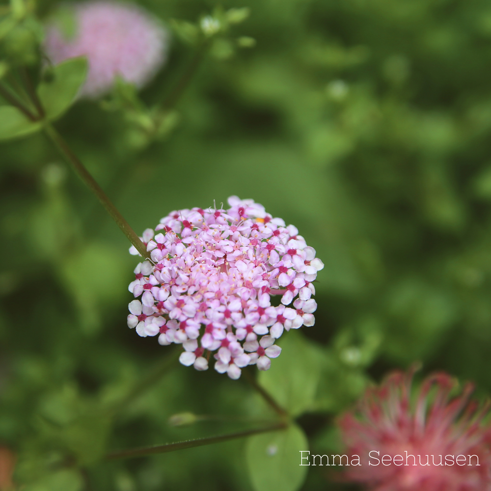 Spetsblomma ´Lace Pink´