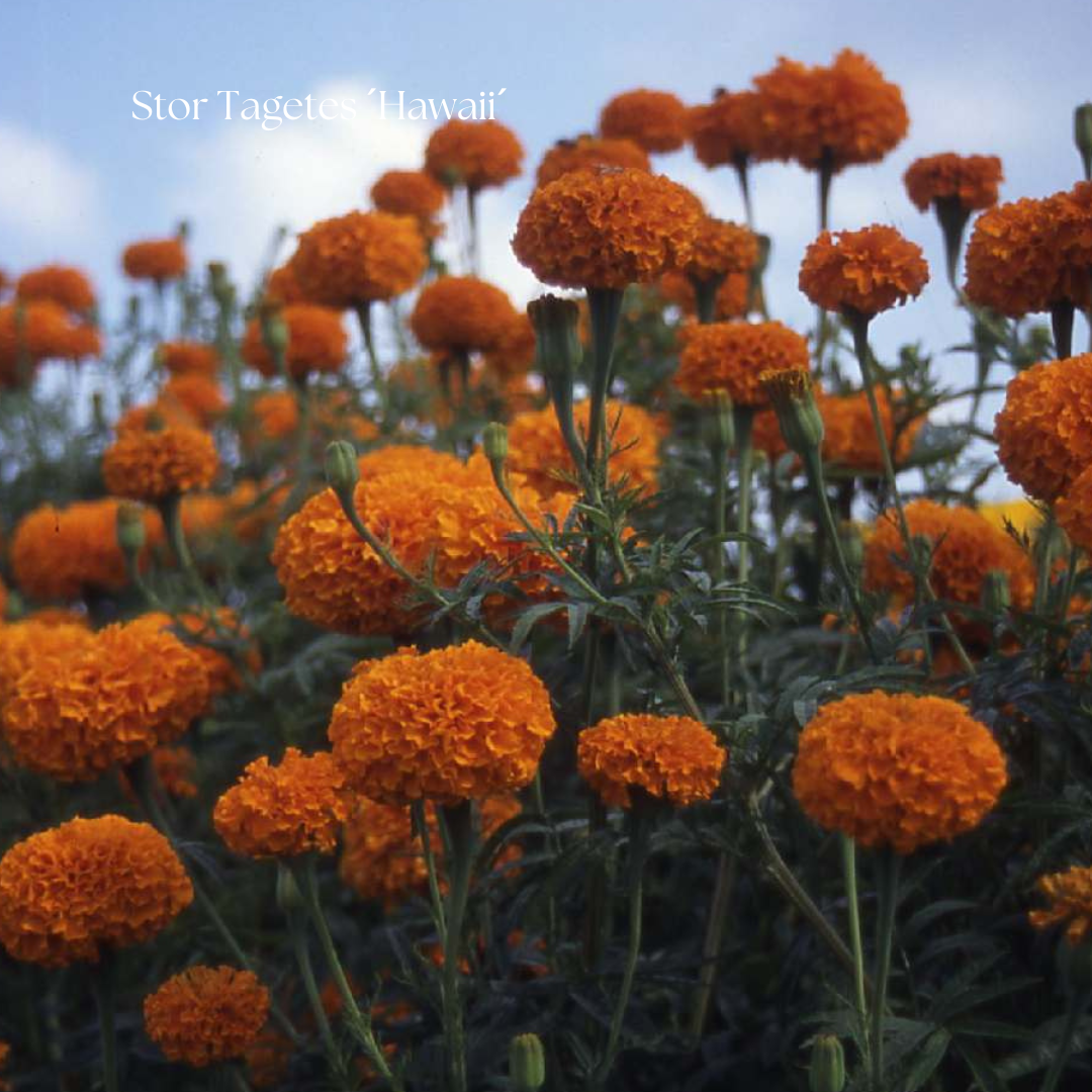 Stor Tagetes Frö ´Hawaii´ NYHET!