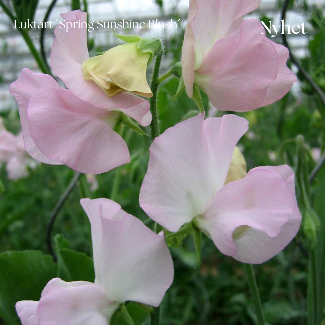 Luktärt Frö ´Spring Sunshine Blush´ NYHET!