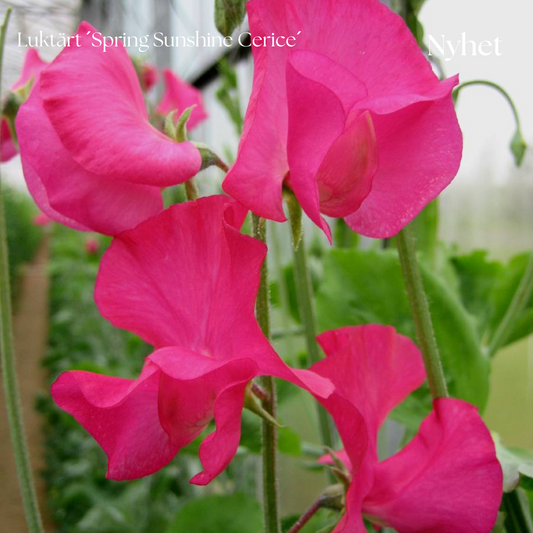Luktärt Frö ´Spring Sunshine Cerise´