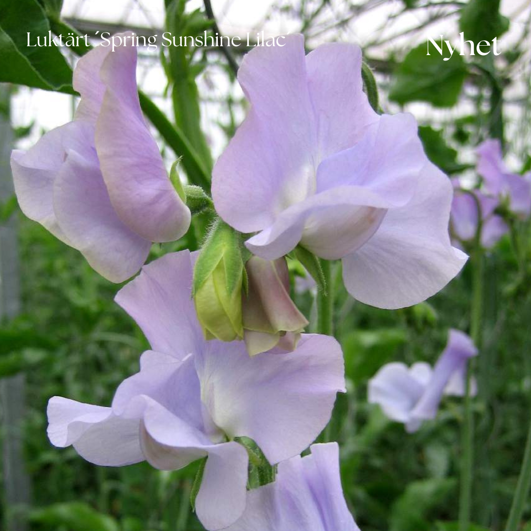 Luktärt Frö ´Spring Sunshine Lilac´ NYHET!