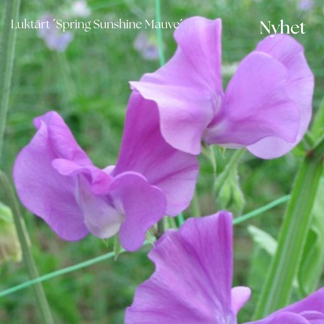 Luktärt Frö ´Spring Sunshine Mauve´ NYHET!