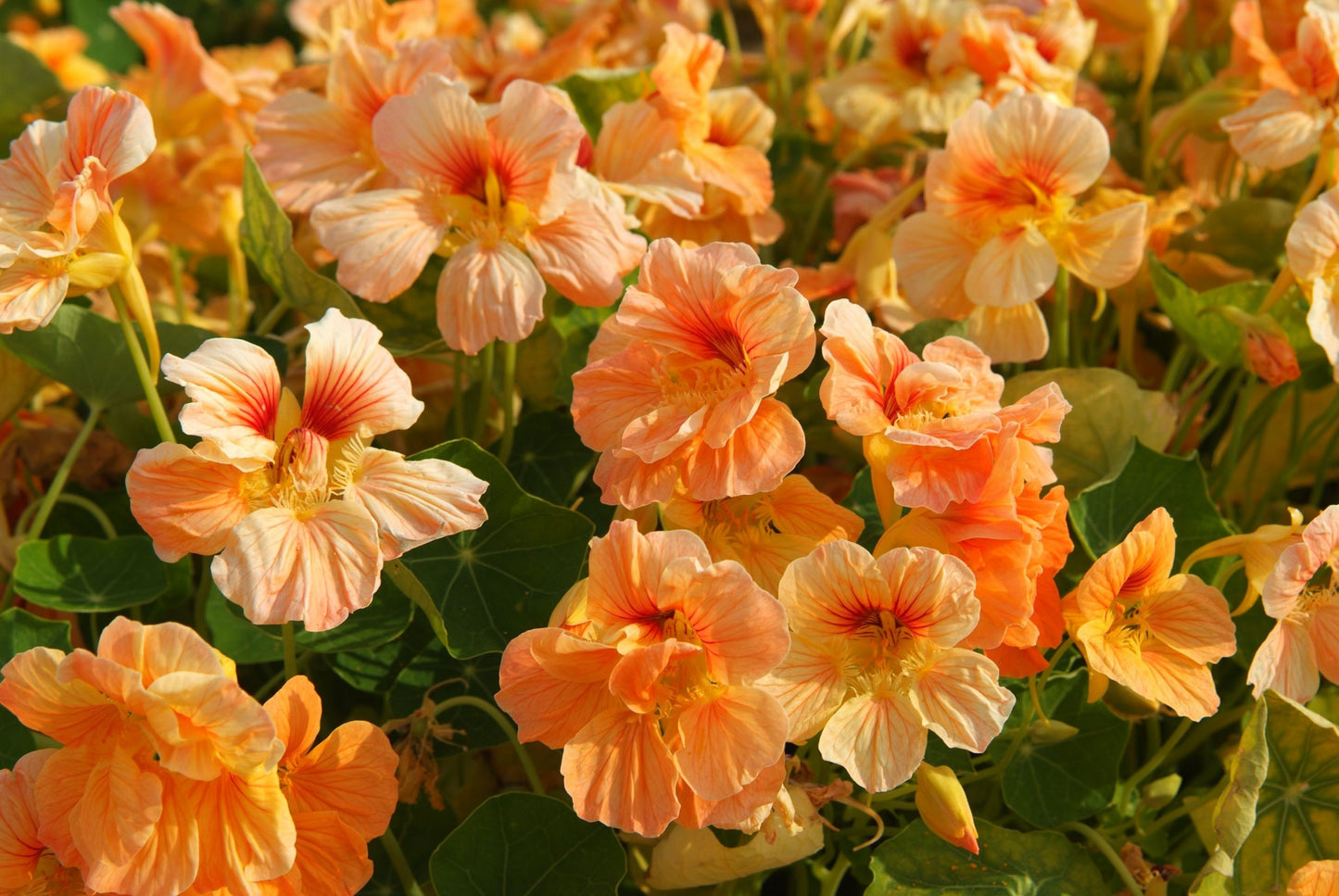 Buskkrasse Frö ´Tip Top Apricot´