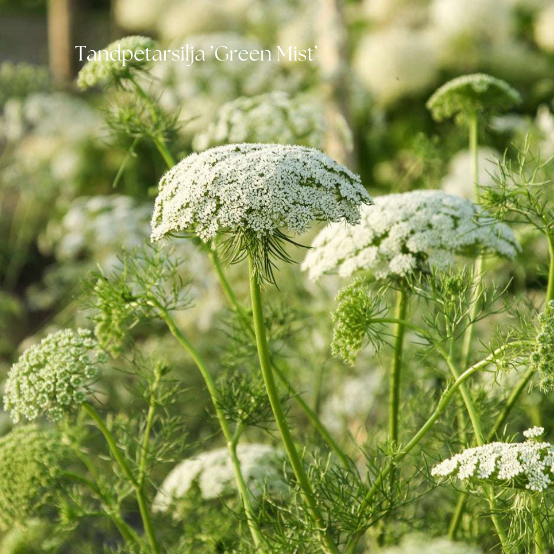 Tandpetarsilja Frö ’Green Mist’ NYHET!