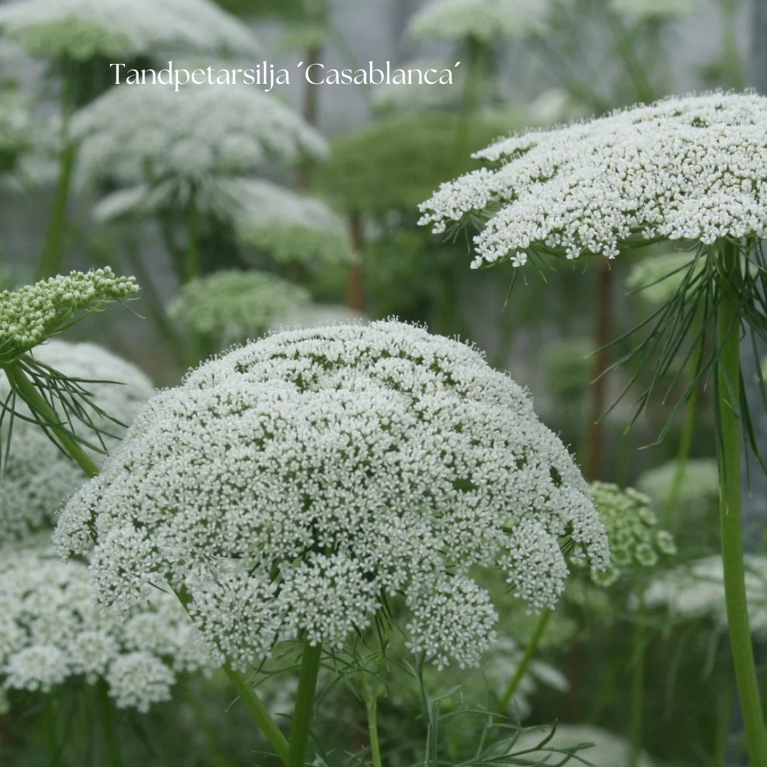 Tandpetarsilja Frö ´Casablanca´