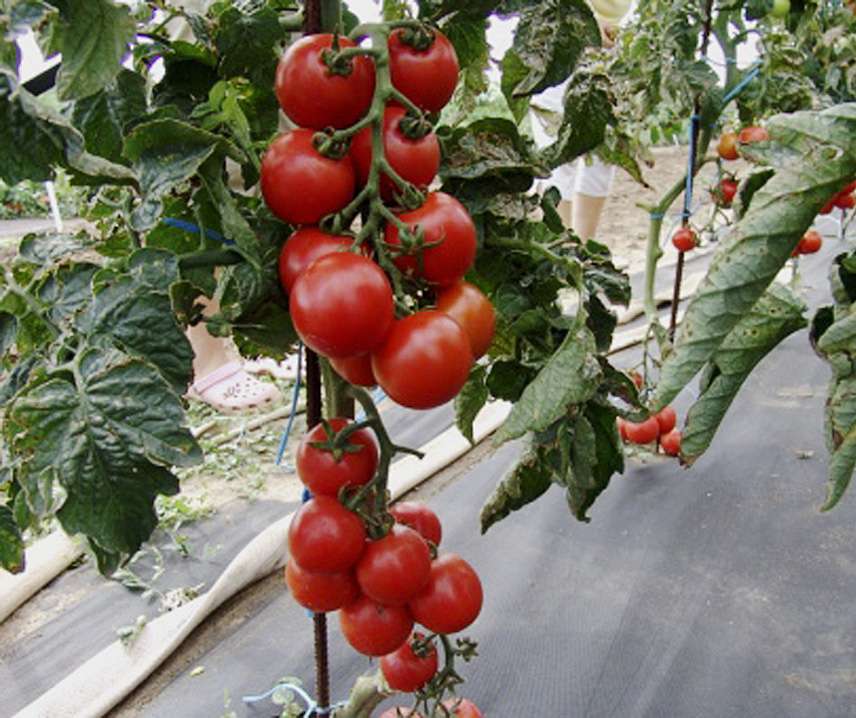 Tomat Frö ´Tastier´ F1