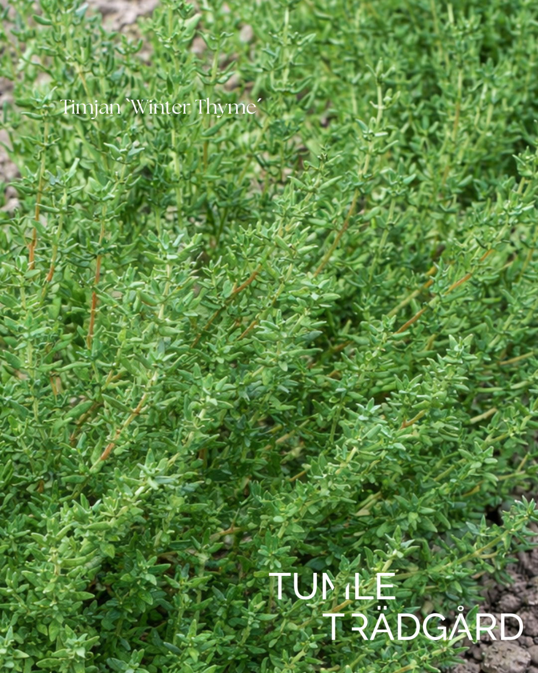 Timjan Frö `Winter Thyme´