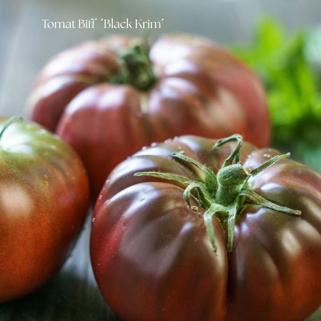 Tomat Frö Biff ´Black Krim´ Ekologisk
