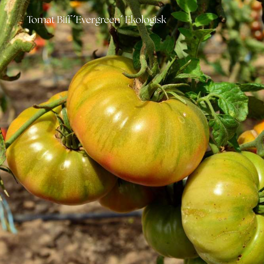 Tomat Frö Biff ´Evergreen´ Ekologisk