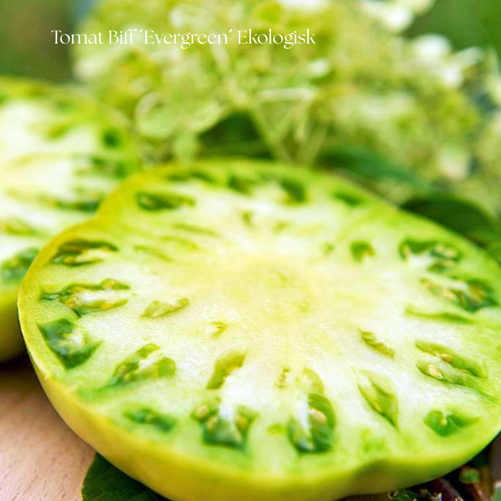 Tomat Frö Biff ´Evergreen´ Ekologisk