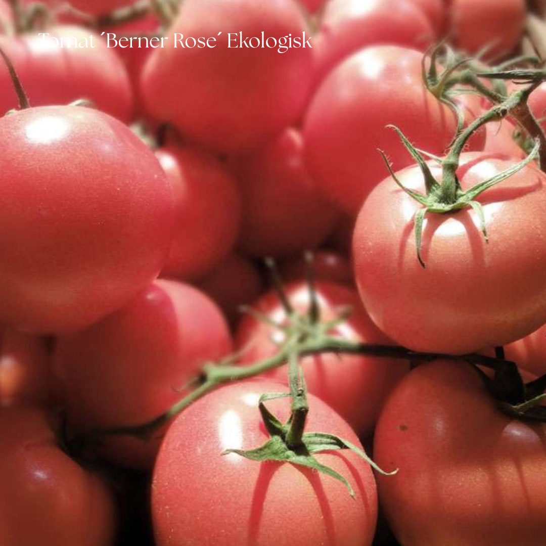 Tomat Frö ´Berner Rose´ Ekologisk
