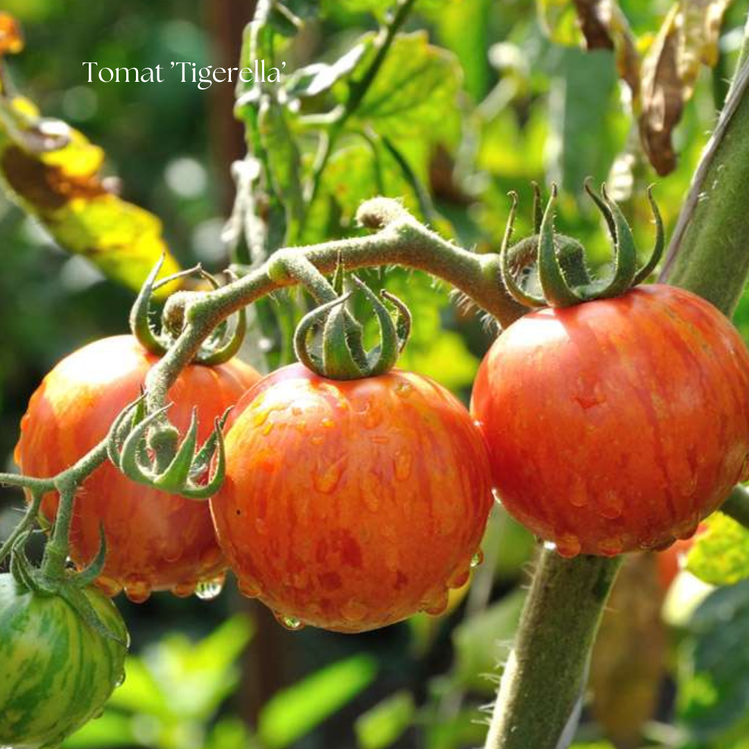 Tomat Frö ’Tigerella’
