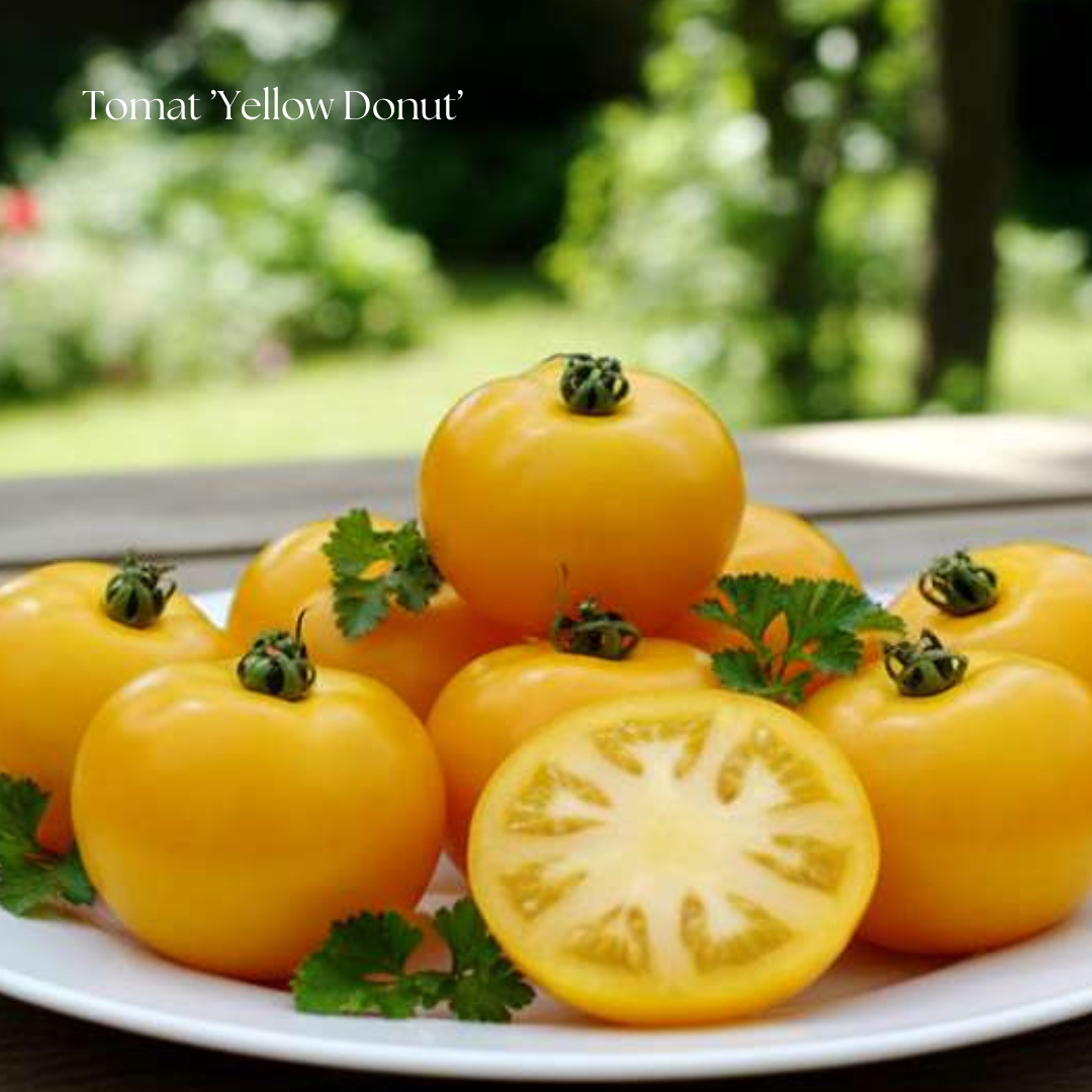 Tomat Frö ’Yellow Donut’ Ekologisk