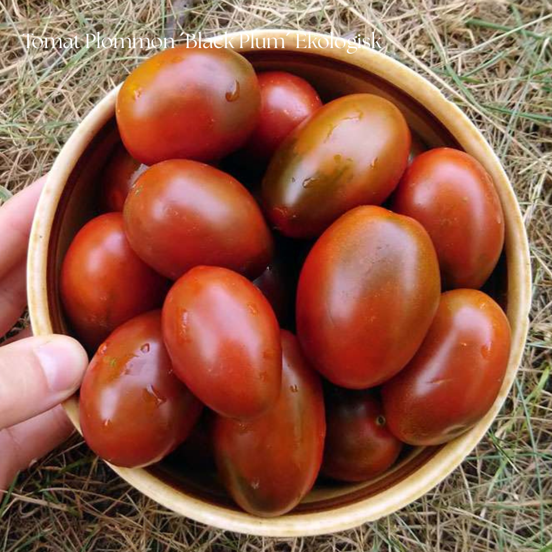 Tomat Plommon Frö ´Black Plum´ Ekologisk