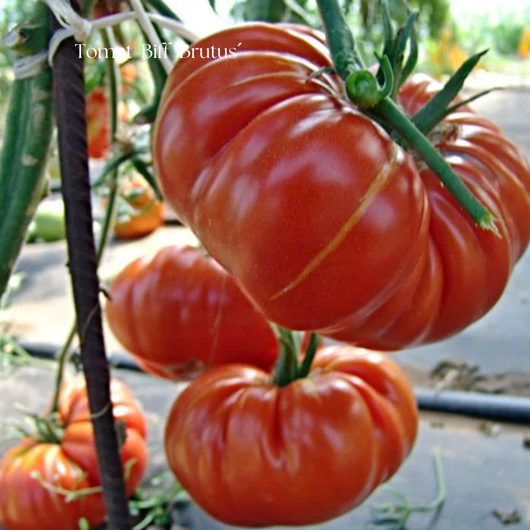 Tomat Frö  Biff ´Brutus´