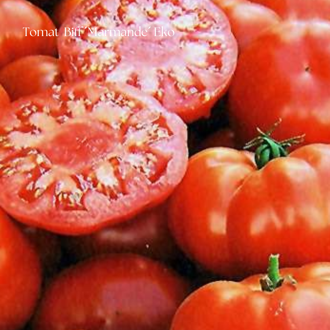 Tomat Frö Biff ´Marmande´ Eko