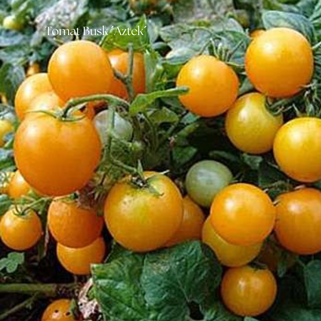 Tomat Frö Busk ´Aztek´