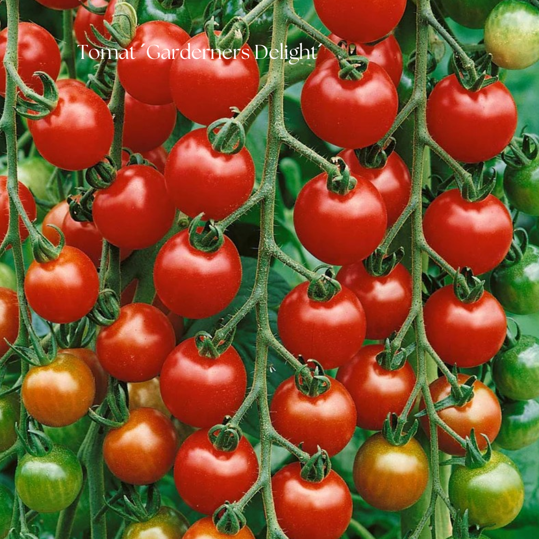 Tomat Frö ´Garderners Delight´
