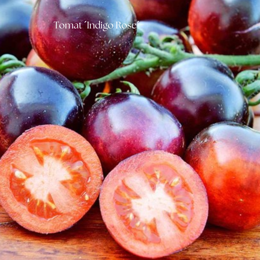Tomat Frö ´Indigo Rose´