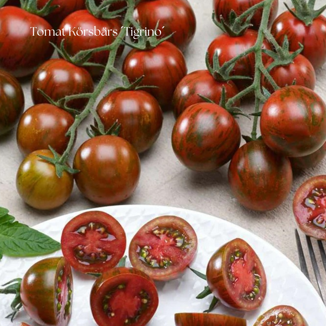 Tomat Frö Körsbärs ´Tigrino´