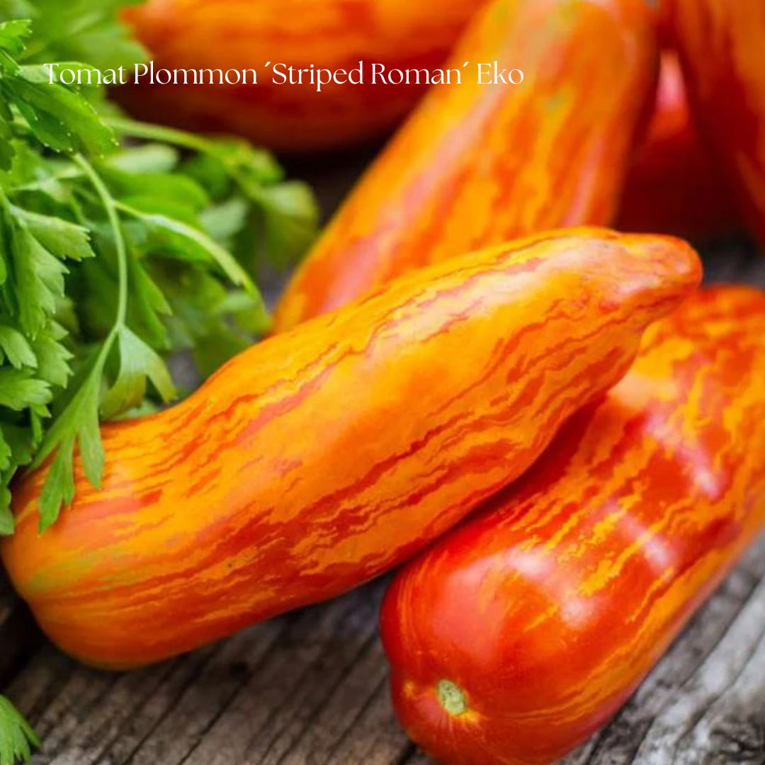 Tomat Frö Plommon ´Striped Roman´ Eko