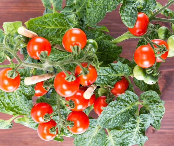 Tomat Frö Körsbär ´Vilma´ – Tumle Frö