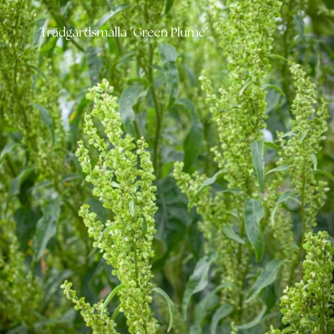Trädgårdsmålla Frö ´Green Plume´