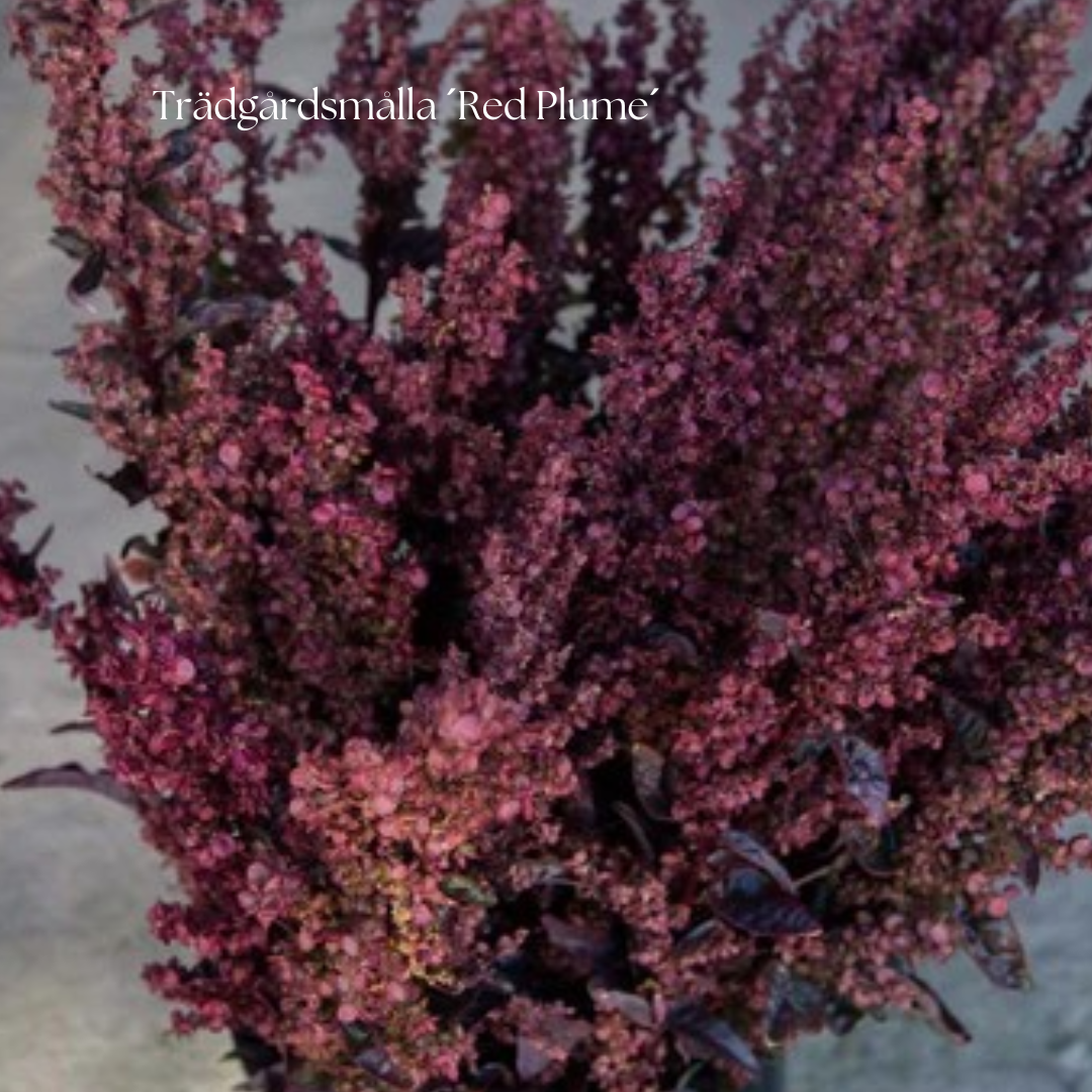 Trädgårdsmålla Frö ´Red Plume´