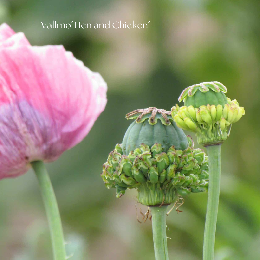 Vallmo Frö ´Hen and Chicken´ NYHET!