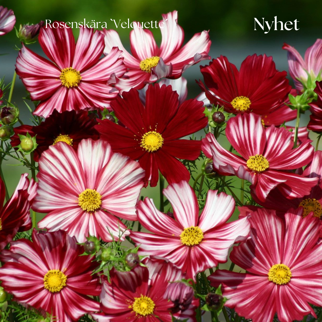 Rosenskära Frö ´Velouette´ NYHET!