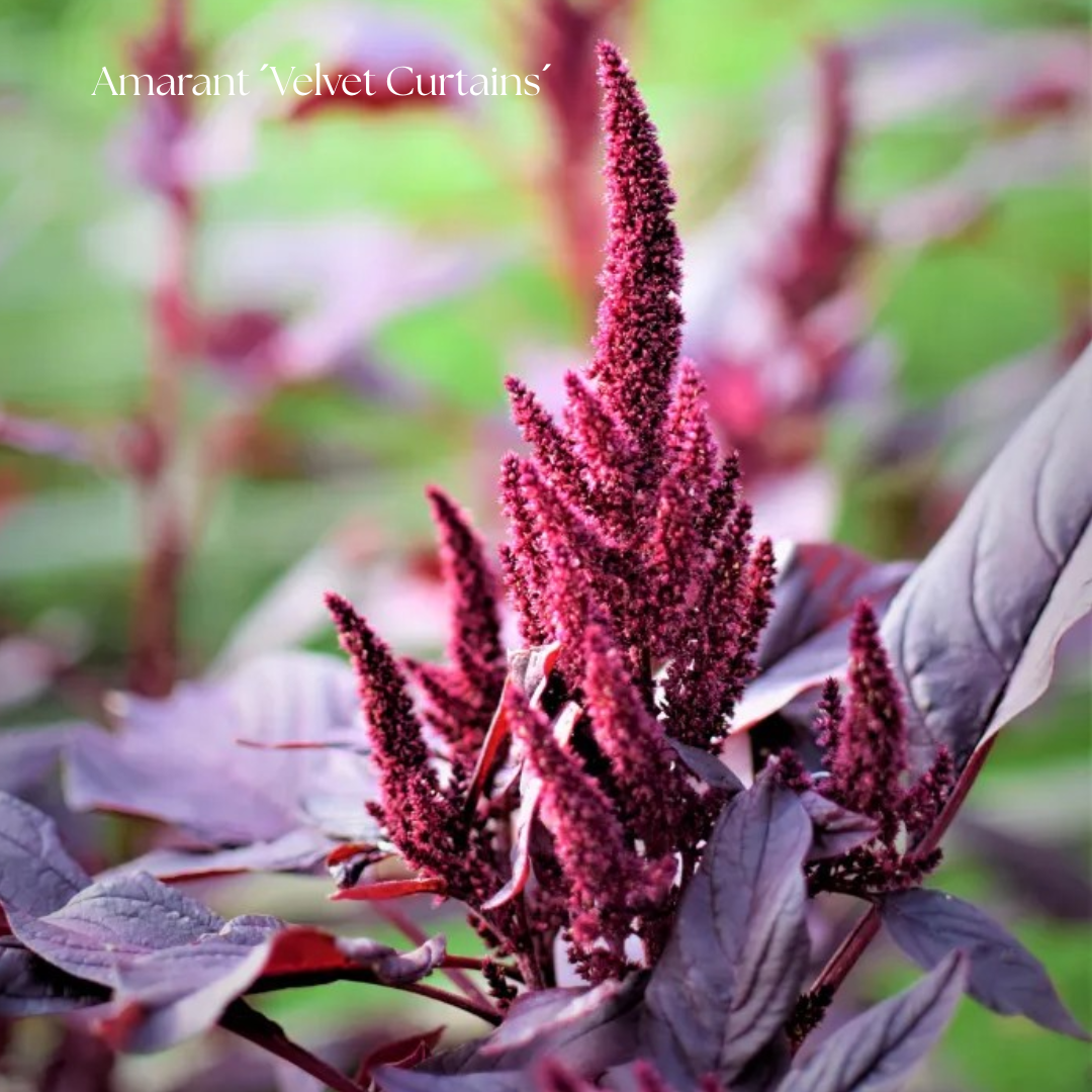 Amarant Frö ´Velvet Curtains´