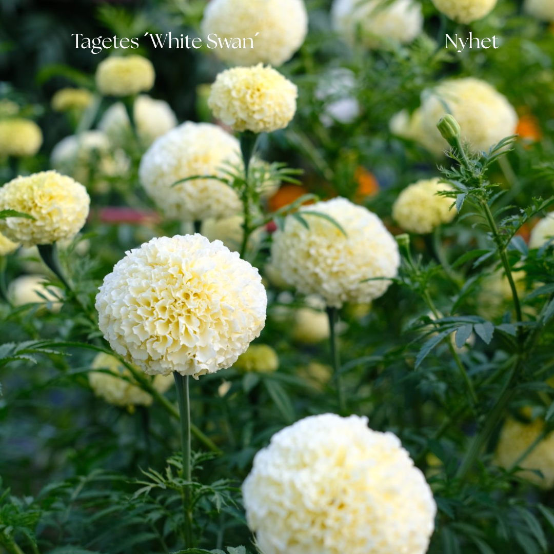Tagetes Frö ‘White Swan’