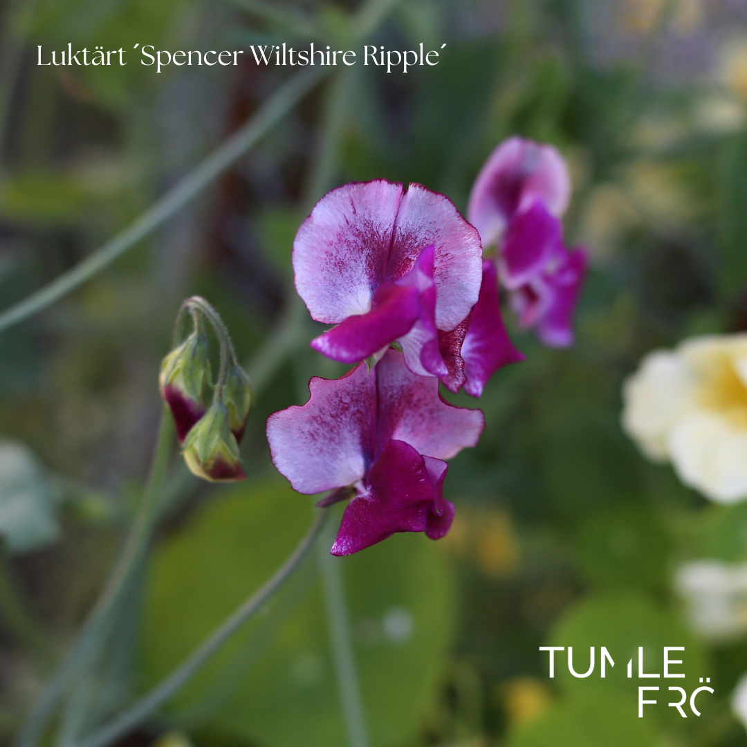 Luktärt Frö ´Spencer Wiltshire Ripple´