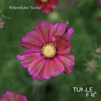 Rosenskära Frö ´Xsenia´