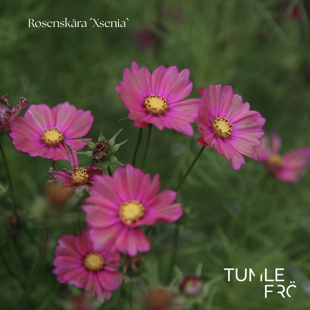 Rosenskära Frö ´Xsenia´