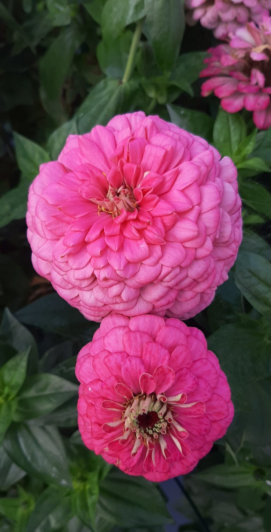 Zinnia ´Benary Giant Bright Pink´