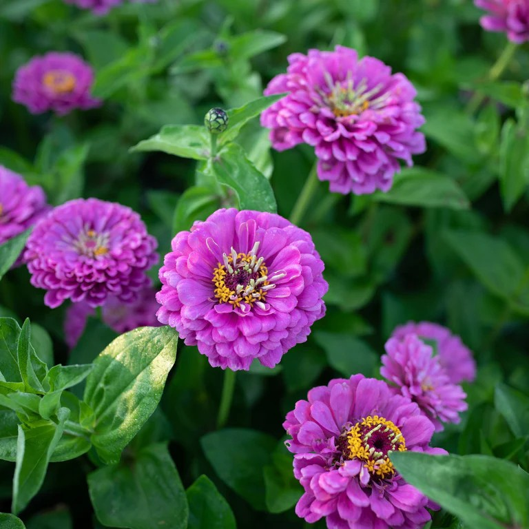 Zinnia ´Benary Giant Lilac´