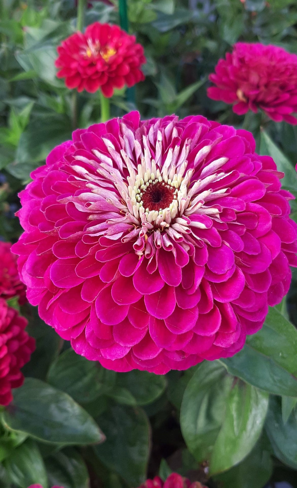 Zinnia ´Benary Giant Wine´