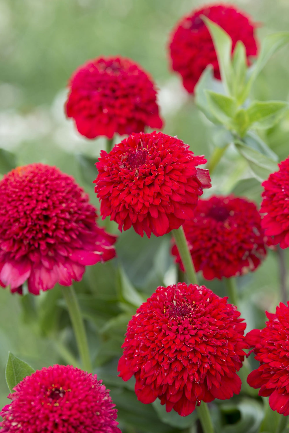 Zinnia Cresto! `Red´