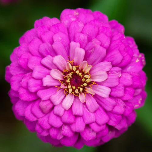 Zinnia ´Oklahoma Carmine´