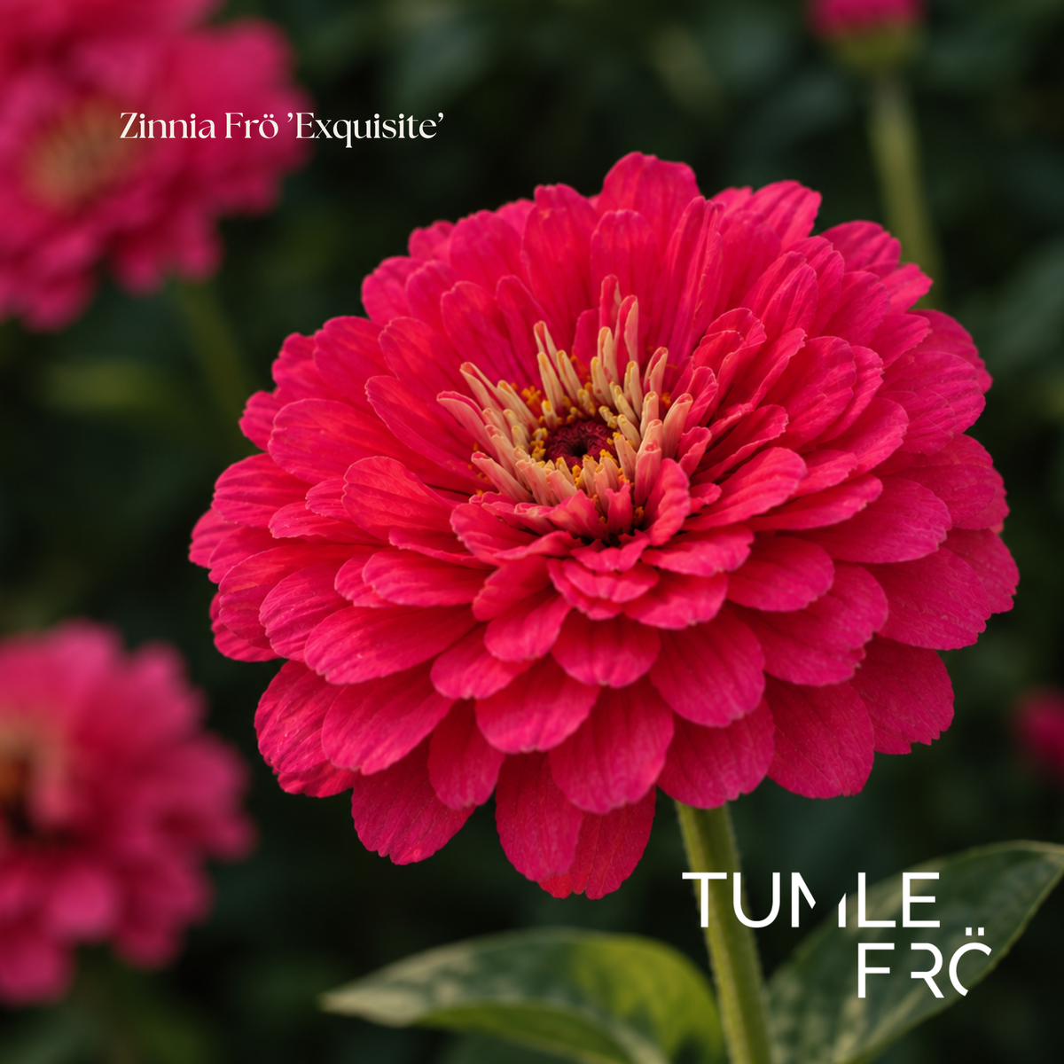 Zinnia Frö ’Exquisite’ NYHET!