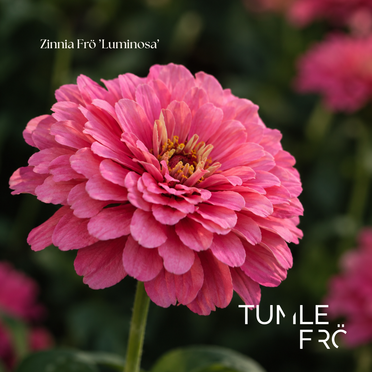 Zinnia Frö ’Luminosa’ NYHET!